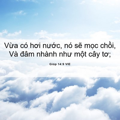 Picture 06 - Gióp 14:9 VIE - Vừa có hơi nước, nó sẽ mọc chồi, - Bible Verse Picture