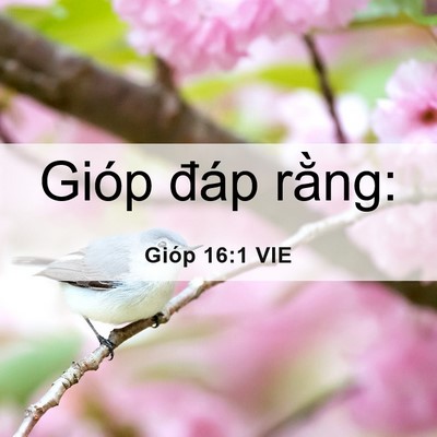 Picture 06 - Gióp 16:1 VIE - Gióp đáp - Bible Verse Picture