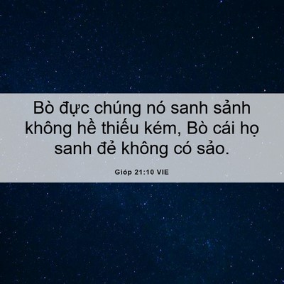 Picture 06 - Gióp 21:10 VIE - Bò đực chúng nó sanh sảnh không hề - Bible Verse Picture