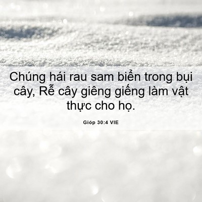 Picture 06 - Gióp 30:4 VIE - Chúng hái rau sam biển trong bụi cây, Rễ - Bible Verse Picture