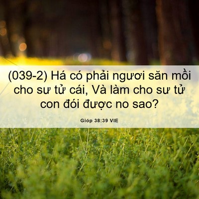 Picture 06 - Gióp 38:39 VIE - (039-2) Há có phải ngươi săn mồi cho sư - Bible Verse Picture