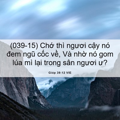 Picture 06 - Gióp 39:12 VIE - (039-15) Chớ thì ngươi cậy nó đem ngũ - Bible Verse Picture