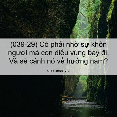 Picture 06 - Gióp 39:26 VIE - (039-29) Có phải nhờ sự khôn ngươi mà - Bible Verse Picture
