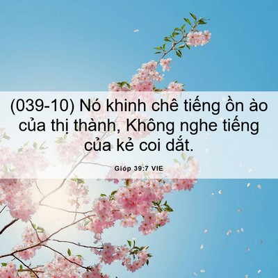 Picture 06 - Gióp 39:7 VIE - (039-10) Nó khinh chê tiếng ồn ào của - Bible Verse Picture