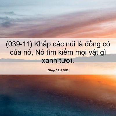 Picture 06 - Gióp 39:8 VIE - (039-11) Khắp các núi là đồng cỏ của - Bible Verse Picture