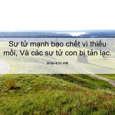 Picture 06 - Gióp 4:11 VIE - Sư tử mạnh bạo chết vì thiếu mồi, - Bible Verse Picture