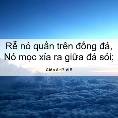Picture 06 - Gióp 8:17 VIE - Rễ nó quấn trên đống đá, Nó mọc - Bible Verse Picture