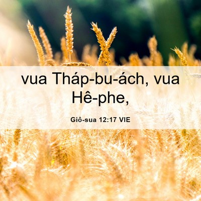 Picture 06 - Giô-sua 12:17 VIE - vua Tháp-bu-ách, vua - Bible Verse Picture