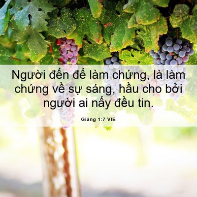 Picture 06 - Giăng 1:7 VIE - Người đến để làm chứng, là làm - Bible Verse Picture