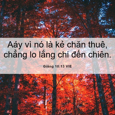 Picture 06 - Giăng 10:13 VIE - Aáy vì nó là kẻ chăn thuê, chẳng lo - Bible Verse Picture