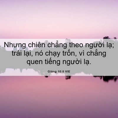 Picture 06 - Giăng 10:5 VIE - Nhưng chiên chẳng theo người lạ; trái - Bible Verse Picture