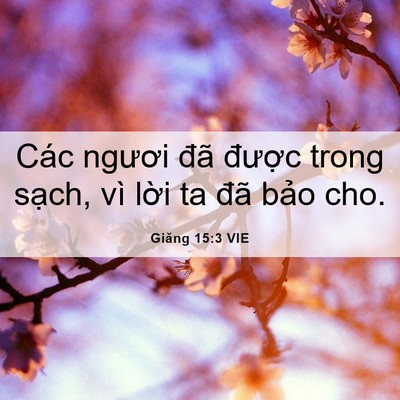 Picture 06 - Giăng 15:3 VIE - Các ngươi đã được trong sạch, vì - Bible Verse Picture