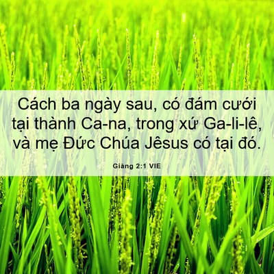 Picture 06 - Giăng 2:1 VIE - Cách ba ngày sau, có đám cưới tại - Bible Verse Picture