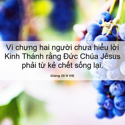 Picture 06 - Giăng 20:9 VIE - Vì chưng hai người chưa hiểu lời Kinh - Bible Verse Picture