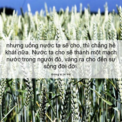 Picture 06 - Giăng 4:14 VIE - nhưng uống nước ta sẽ cho, thì chẳng - Bible Verse Picture