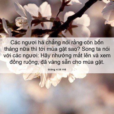 Picture 06 - Giăng 4:35 VIE - Các ngươi há chẳng nói rằng còn bốn - Bible Verse Picture