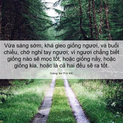 Picture 06 - Giảng Sư 11:6 VIE - Vừa sáng sớm, khá gieo giống ngươi, và - Bible Verse Picture