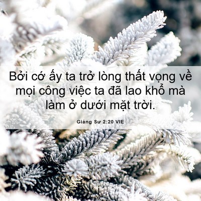 Picture 06 - Giảng Sư 2:20 VIE - Bởi cớ ấy ta trở lòng thất vọng về - Bible Verse Picture