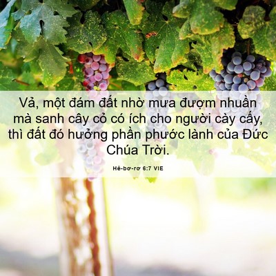 Picture 06 - Hê-bơ-rơ 6:7 VIE - Vả, một đám đất nhờ mưa đượm - Bible Verse Picture