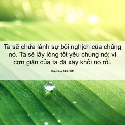 Picture 06 - Hô-sê-a 14:4 VIE - Ta sẽ chữa lành sự bội nghịch của - Bible Verse Picture