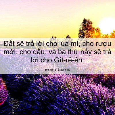 Picture 06 - Hô-sê-a 2:22 VIE - Đất sẽ trả lời cho lúa mì, cho rượu - Bible Verse Picture