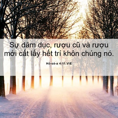 Picture 06 - Hô-sê-a 4:11 VIE - Sự dâm dục, rượu cũ và rượu mới - Bible Verse Picture