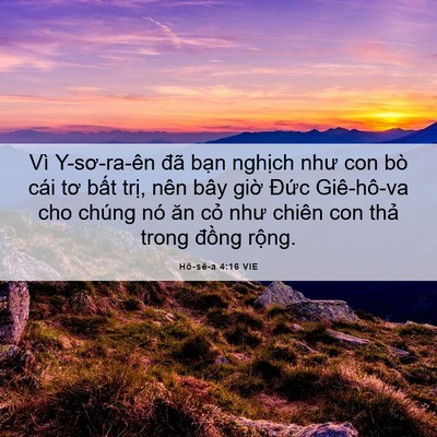 Picture 06 - Hô-sê-a 4:16 VIE - Vì Y-sơ-ra-ên đã bạn nghịch như con bò - Bible Verse Picture