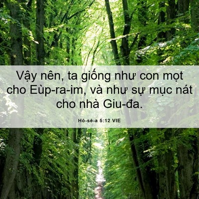 Picture 06 - Hô-sê-a 5:12 VIE - Vậy nên, ta giống như con mọt cho - Bible Verse Picture