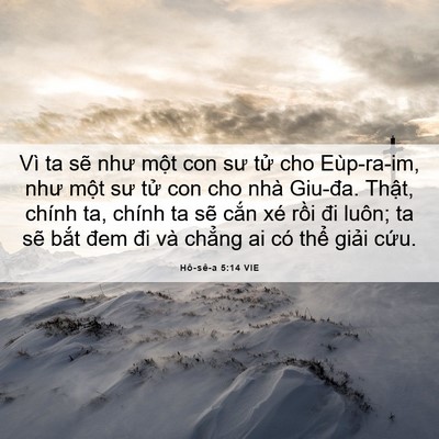 Picture 06 - Hô-sê-a 5:14 VIE - Vì ta sẽ như một con sư tử cho - Bible Verse Picture