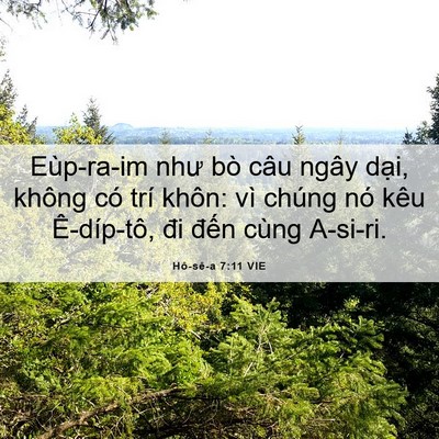 Picture 06 - Hô-sê-a 7:11 VIE - Eùp-ra-im như bò câu ngây dại, không có - Bible Verse Picture