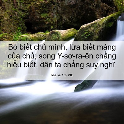 Picture 06 - I-sai-a 1:3 VIE - Bò biết chủ mình, lừa biết máng của - Bible Verse Picture