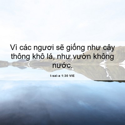 Picture 06 - I-sai-a 1:30 VIE - Vì các ngươi sẽ giống như cây thông - Bible Verse Picture