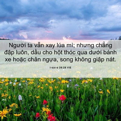 Picture 06 - I-sai-a 28:28 VIE - Người ta vẫn xay lúa mì; nhưng chẳng - Bible Verse Picture