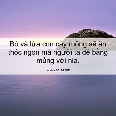 Picture 06 - I-sai-a 30:24 VIE - Bò và lừa con cày ruộng sẽ ăn thóc - Bible Verse Picture