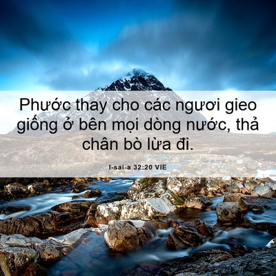 Picture 06 - I-sai-a 32:20 VIE - Phước thay cho các ngươi gieo giống ở - Bible Verse Picture