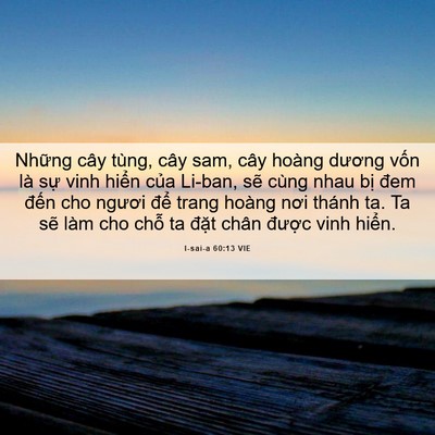 Picture 06 - I-sai-a 60:13 VIE - Những cây tùng, cây sam, cây hoàng dương - Bible Verse Picture