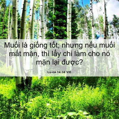 Picture 06 - Lu-ca 14:34 VIE - Muối là giống tốt; nhưng nếu muối - Bible Verse Picture