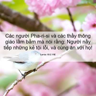 Picture 06 - Lu-ca 15:2 VIE - Các người Pha-ri-si và các thầy thông - Bible Verse Picture