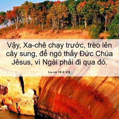 Picture 06 - Lu-ca 19:4 VIE - Vậy, Xa-chê chạy trước, trèo lên cây - Bible Verse Picture