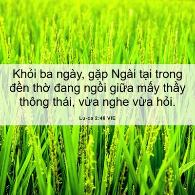 Picture 06 - Lu-ca 2:46 VIE - Khỏi ba ngày, gặp Ngài tại trong đền - Bible Verse Picture
