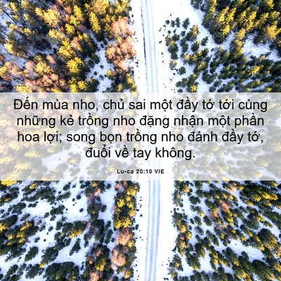 Picture 06 - Lu-ca 20:10 VIE - Đến mùa nho, chủ sai một đầy tớ - Bible Verse Picture