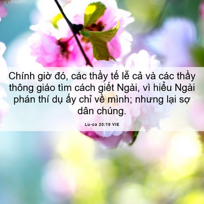 Picture 06 - Lu-ca 20:19 VIE - Chính giờ đó, các thầy tế lễ cả và - Bible Verse Picture