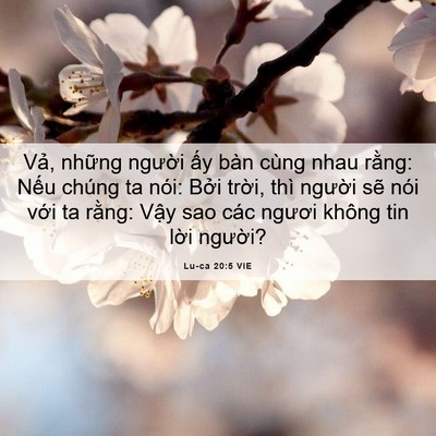 Picture 06 - Lu-ca 20:5 VIE - Vả, những người ấy bàn cùng nhau - Bible Verse Picture