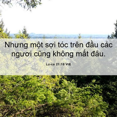 Picture 06 - Lu-ca 21:18 VIE - Nhưng một sợi tóc trên đầu các ngươi - Bible Verse Picture