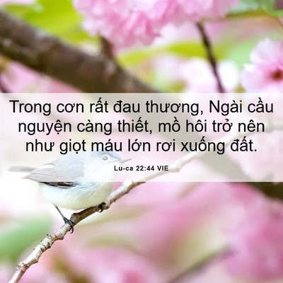 Picture 06 - Lu-ca 22:44 VIE - Trong cơn rất đau thương, Ngài cầu - Bible Verse Picture