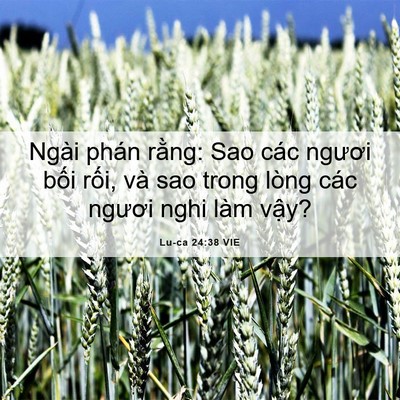 Picture 06 - Lu-ca 24:38 VIE - Ngài phán rằng: Sao các ngươi bối rối, - Bible Verse Picture