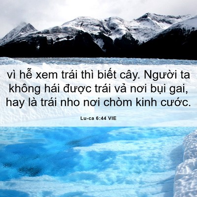 Picture 06 - Lu-ca 6:44 VIE - vì hễ xem trái thì biết cây. Người ta - Bible Verse Picture