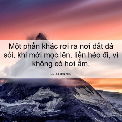 Picture 06 - Lu-ca 8:6 VIE - Một phần khác rơi ra nơi đất đá - Bible Verse Picture