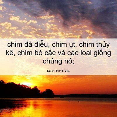 Picture 06 - Lê-vi 11:16 VIE - chim đà điểu, chim ụt, chim thủy kê, - Bible Verse Picture