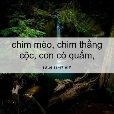 Picture 06 - Lê-vi 11:17 VIE - chim mèo, chim thằng cộc, con cò - Bible Verse Picture